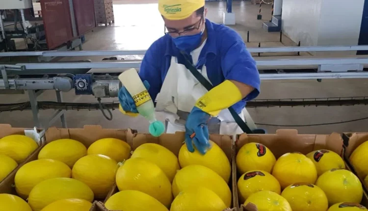 industria melao