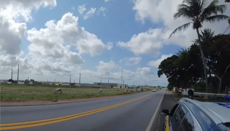 Texto-do-seu-paragrafo-2025-08-27T081647.468